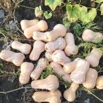 Тыква Матильда 20т свежая