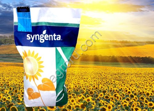 Гибриды семена подсолнечника Алькантара Сингента (Syngenta)