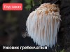 Ежовик мицелий зерновой