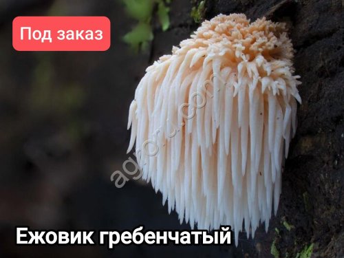 Ежовик мицелий зерновой