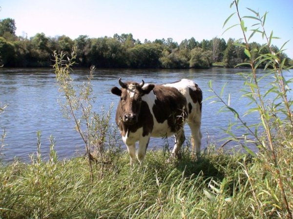 Суд вернул хозяину заблудшую корову