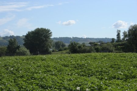 Министр РТ посетил картофельные поля