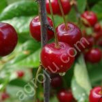 Саженцы вишни Болотовская