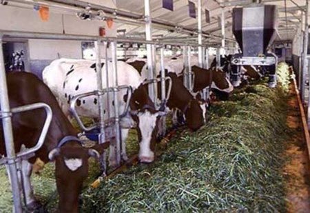 Агропроизводство Подмосковья показывает рост