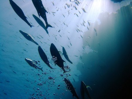 Состояние запасов ставриды ЮЧТО по-прежнему оставляет желать лучшего