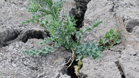 Саратовские аграрии потеряли миллиард рублей из-за засухи