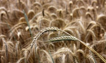 Что пожнем? Почему фермеры терпят убытки при обилии урожая