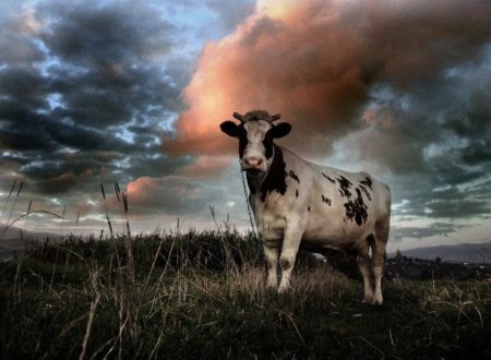 Прокуратура защитила железную дорогу от коров