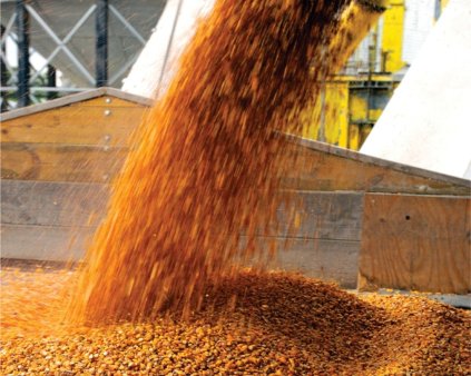 Валовой сбор зерна в 2010 году в Алтайском крае составил 4,5 млн. тонн