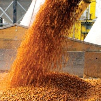 Валовой сбор зерна в 2010 году в Алтайском крае составил 4,5 млн. тонн