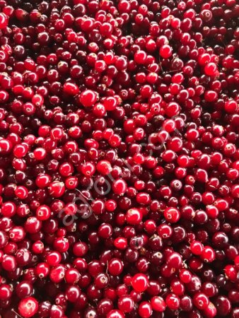 Клюква свежая