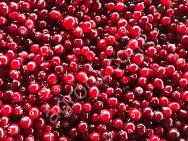 Клюква свежая