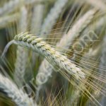 Семена яровых зерновых культур