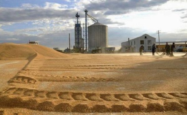 Минсельхоз в 2018 году может вернуться к обсуждению пошлины на пшеницу