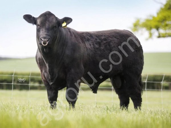 Крс на убой