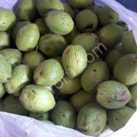 Манчжурский орех