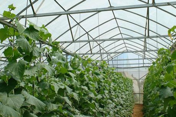 Великолукский молочный комбинат займется овощами