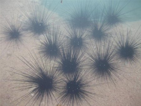 Сахалинские пограничники задержали браконьеров с тонной морского ежа