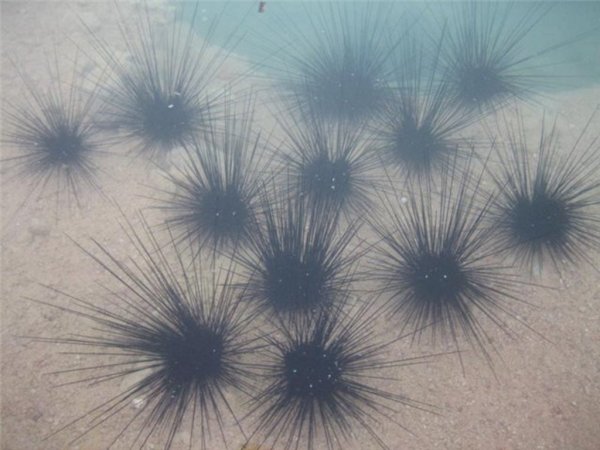 Сахалинские пограничники задержали браконьеров с тонной морского ежа