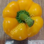 Сладкий перец Болгарский: красный, оранжевый, желтый