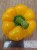 Сладкий перец Болгарский: красный, оранжевый, желтый