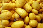 семенной картофель Гала оптом от производителя