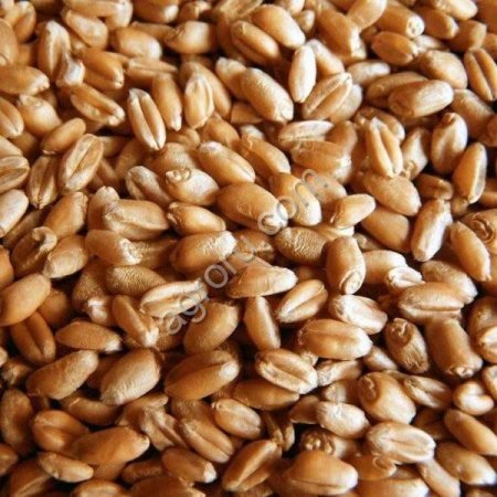 Пшеница озимая, фуражная