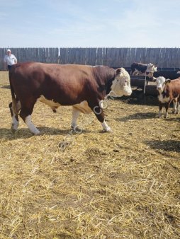 Бычки на докорм