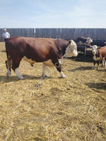 Бычки на докорм