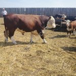 Бычки на докорм