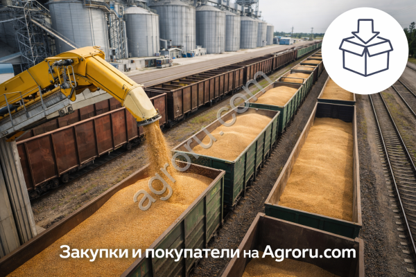 ТОО ведет закуп мягкой пшеницы 3 класса