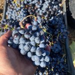 Винный виноград