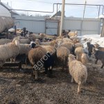 Овцы Романовская порода