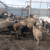 Овцы Романовская порода