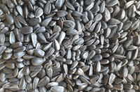 Семечки подсолнечника