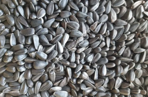 Семечки подсолнечника