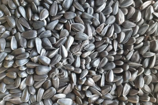 Семечки подсолнечника