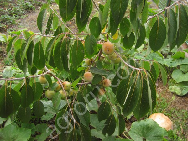 Саженцы Морозостойеой Хурмы Виргинской