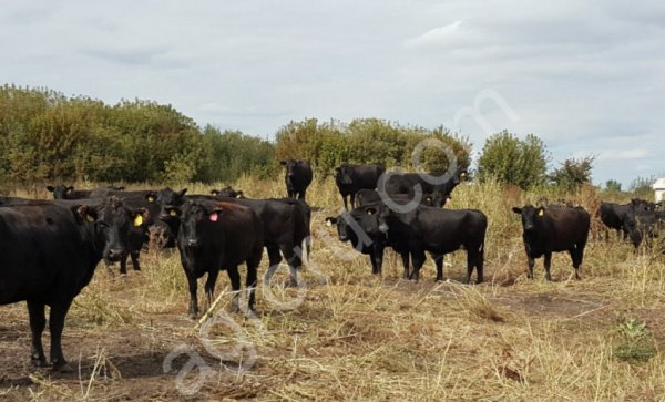 БЫКИ АБЕРДИНЫ