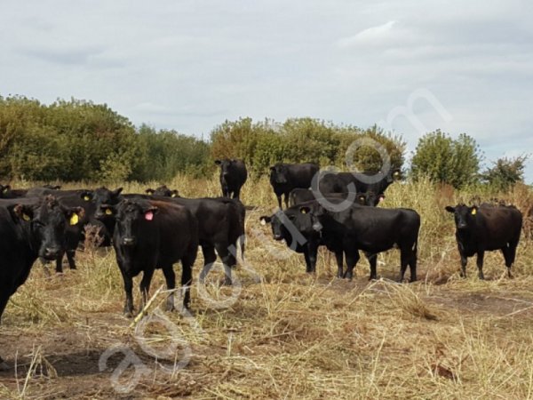 БЫКИ АБЕРДИНЫ