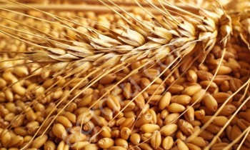 Пшеница 11.5% 32000тонн