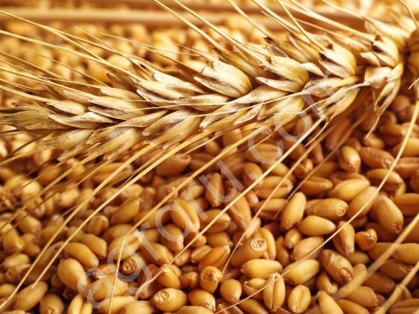 Пшеница 11.5% 32000тонн