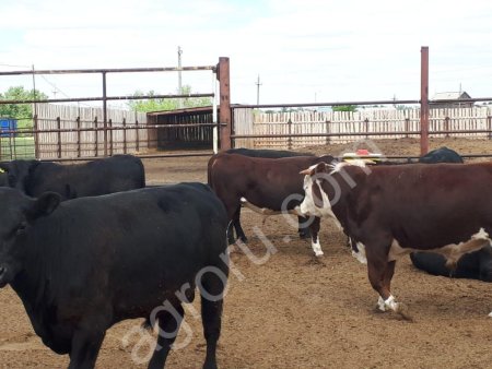 Бычки породы абердин-ангусс