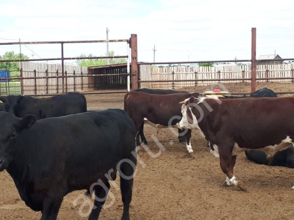 Бычки породы абердин-ангусс