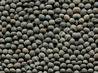 Вика яровая