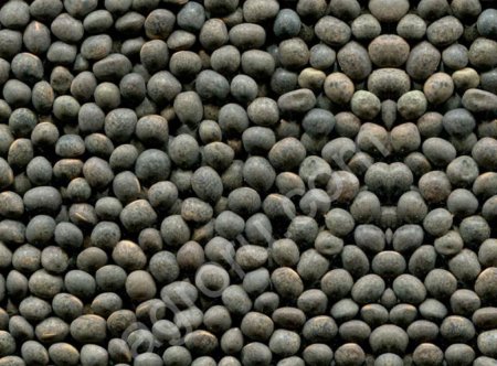 Вика яровая