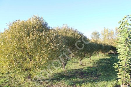 Ива Шаровидная Булата