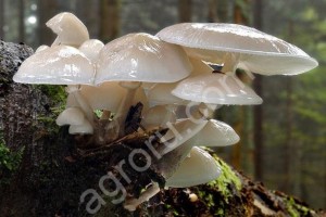 грибы опенок белый