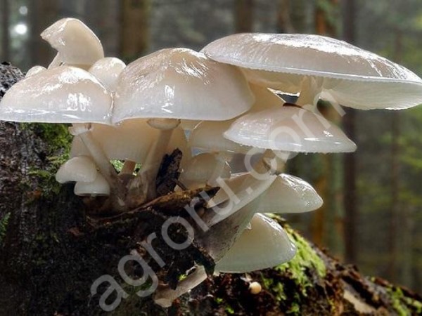 грибы опенок белый