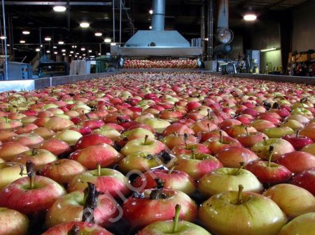 Яблоки оптом